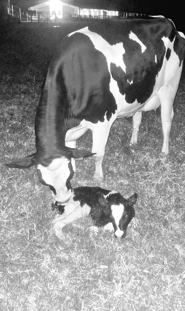 NB: The average gestation period for cows is 281 days, with about equal chances for calving.
Remember these calving guidelines: 
1. Separate the calf immediately.
2. Disinfect the calf's navel. 
3. Record weight, insert ear tag, and document calving.
4. Houses the calf clean.