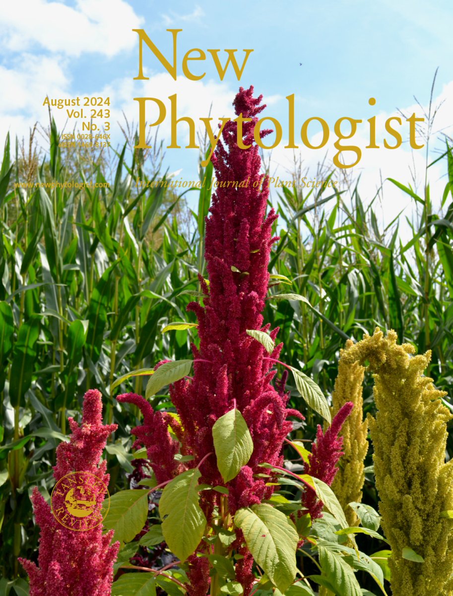 Markus Stetter (@mgstetter) on Twitter photo Very happy and proud that amaranth made it on the cover of <a href="/NewPhyt/">New Phytologist</a> ! nph.onlinelibrary.wiley.com/toc/14698137/2… . Read more about our work on betalain pigment regulation in amaranth flowers by <a href="/ts_winkler/">Tom Winkler</a> et al. nph.onlinelibrary.wiley.com/doi/10.1111/np… Very happy and proud that amaranth made it on the cover of <a href="/NewPhyt/">New Phytologist</a> ! nph.onlinelibrary.wiley.com/toc/14698137/2… . Read more about our work on betalain pigment regulation in amaranth flowers by <a href="/ts_winkler/">Tom Winkler</a> et al. nph.onlinelibrary.wiley.com/doi/10.1111/np…