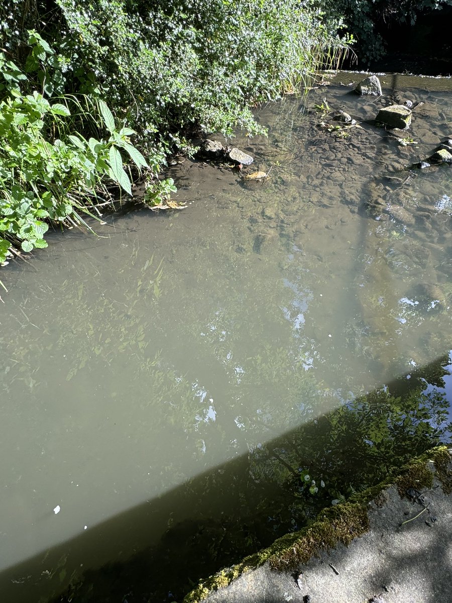 tpltravelled's tweet photo. A break from politics to question (again !!) what has been discharged in to the Porter Brook - the water is grey and it stinks. @YorkshireWater @FoPVSheffield ??? https://t.co/G3yYCE5Wfr