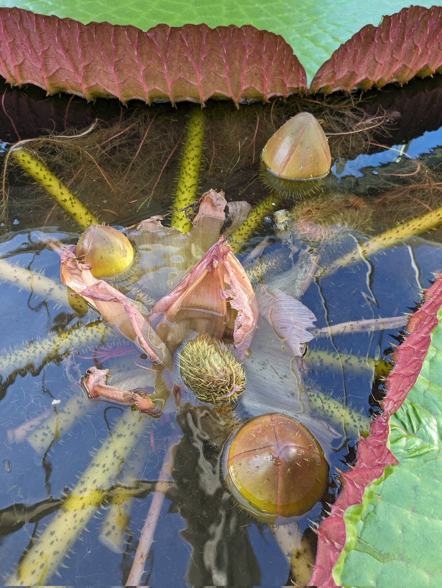 Hayley Thurrat tweet media