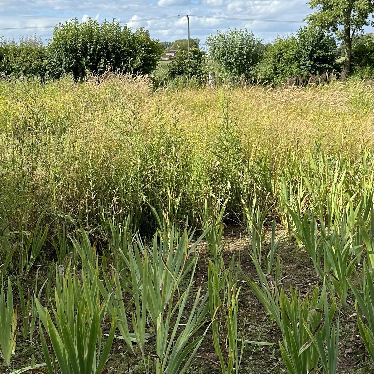 IrisesSeagate's tweet photo. It’s a great year for weeds! Between nursery jobs weeding continues to try let the light in and see what’s there ready for lifting season! #irisbeds #beardedirises #fieldgrown #hardyplants #weeding #nurserylife #plantnursery #peatfree #seagatenurseries #irises #iris #horticulture https://t.co/0a6UGT6CjO