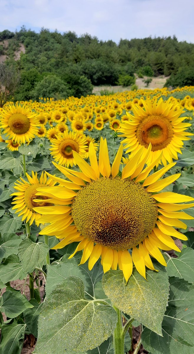 Şemşamer:İç Anadolu'nun muhtelif yörelerinde halk ağzında ayçekirdeğine verilen isim. Sanırım şems(Güneş) ile ahmer(kırmızı) veyahut kamer(Ay) in birleşiminin halk ağzındaki ifadesi oluyor. (Günebakanların sıcak bakışlarını da çekmeden olmazdı)