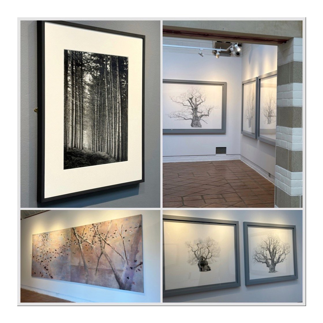 valeriedalling's tweet image. It was all about trees on Wednesday, thanks for your company @seaparkin Inspiring #Exhibitions @harleygallery until 14th July…
Top left - Truncated Paul Hart
Bottom left - Treescapes Anthony Whishaw
Right top/bottom - Ancient Oaks Mark Frith
#photography #painting #drawing