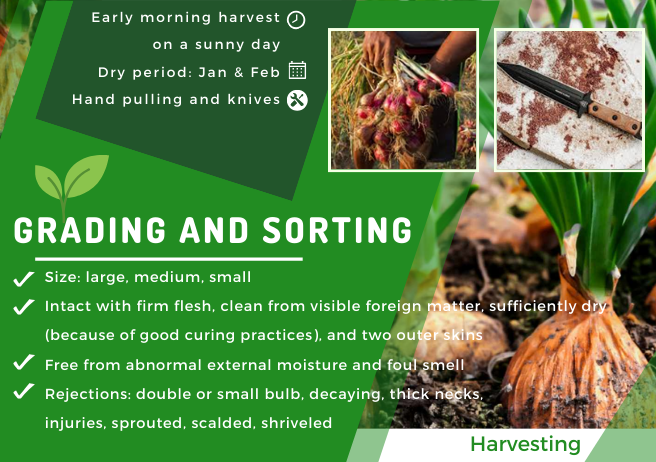 KSA_KEN's tweet photo. Are You an Onion Farmer?
Maximize your production with our comprehensive PHM Guide for Bulb Onion (Allium cepa L)!
Reduce waste, improve quality, and maximize your harvest. Unlock the secrets to successful onion farming today!
#BetaKilimo #KSA #Kenya @kilimoKE https://t.co/4H2zK1z8Hj