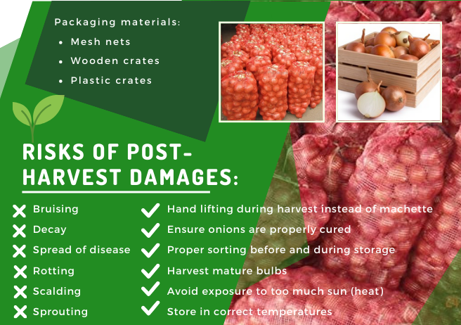 KSA_KEN's tweet photo. Are You an Onion Farmer?
Maximize your production with our comprehensive PHM Guide for Bulb Onion (Allium cepa L)!
Reduce waste, improve quality, and maximize your harvest. Unlock the secrets to successful onion farming today!
#BetaKilimo #KSA #Kenya @kilimoKE https://t.co/4H2zK1z8Hj