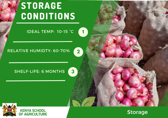 KSA_KEN's tweet photo. Are You an Onion Farmer?
Maximize your production with our comprehensive PHM Guide for Bulb Onion (Allium cepa L)!
Reduce waste, improve quality, and maximize your harvest. Unlock the secrets to successful onion farming today!
#BetaKilimo #KSA #Kenya @kilimoKE https://t.co/4H2zK1z8Hj