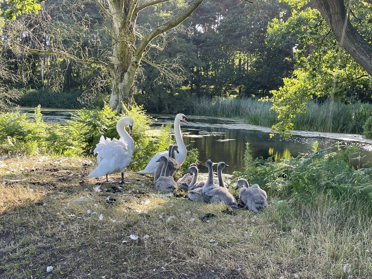 At least the otters haven’t taken these this year! Nice to see them enjoying our lakes