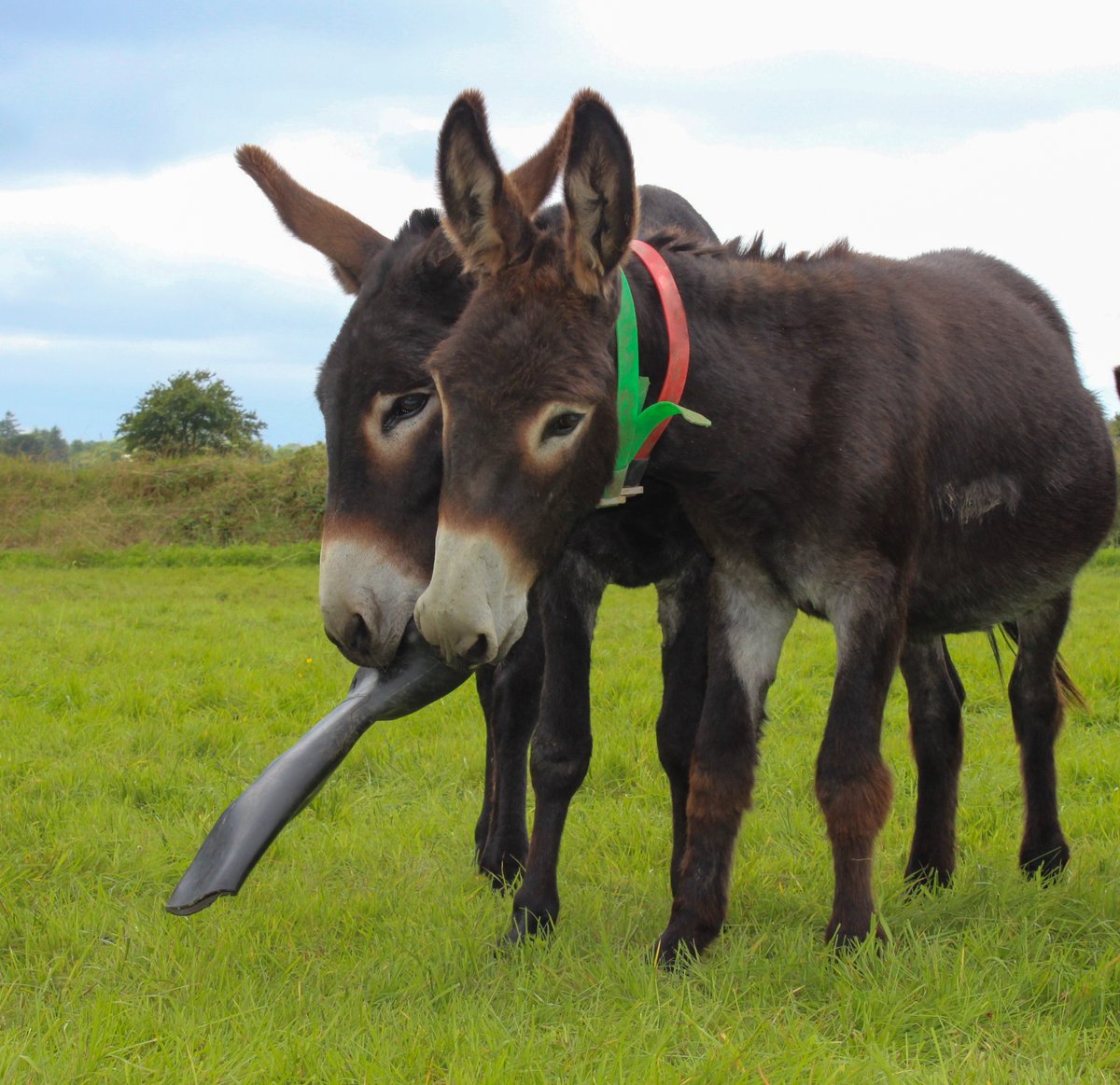 Wellies are more than just footwear, they're a source of endless fun for donkeys! 👢

Enrichment toys boost a donkeys overall wellbeing by engaging their curious minds. 💙