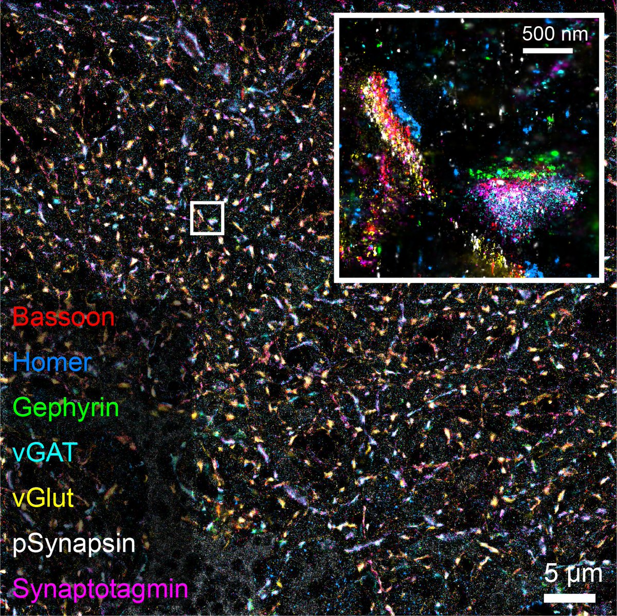 EduardUnterauer's tweet image. How many synapses can you detect in a single Field of View? The answer is many😊. Here we have a 7plex image with 450 Synapses imaged with SUM-PAINT @Jungmannlab, that I am excited to share with you. Happy #FluorescenceFriday