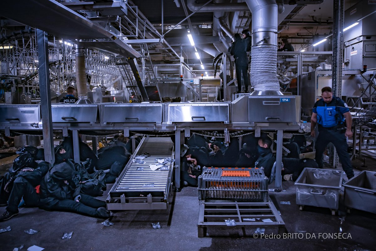 Lundi 1er juin, le coll. antispéciste 269 libération animale a bloqué les abattoirs de l'industriel MIGROS  près de Fribourg, Suisse, où chaque année, 30 millions d'animaux sont abattus. Le blocage a duré plusieurs heures.
#blocage
#abattoire
#fribourg
#courtepin
#antispéciste