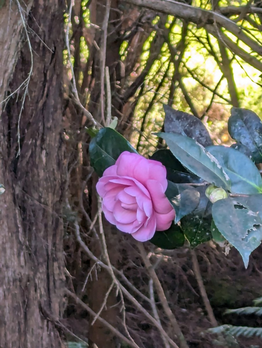 aepergakis's tweet photo. Y'all I spent five hours at a botanical garden today and did not get a headache or stuffed up or just generally miserable. This has NEVER happened to me before. Modern medicine is incredible and I'm so glad I got that balloon sinoplasty. https://t.co/S3SY3gmZPm