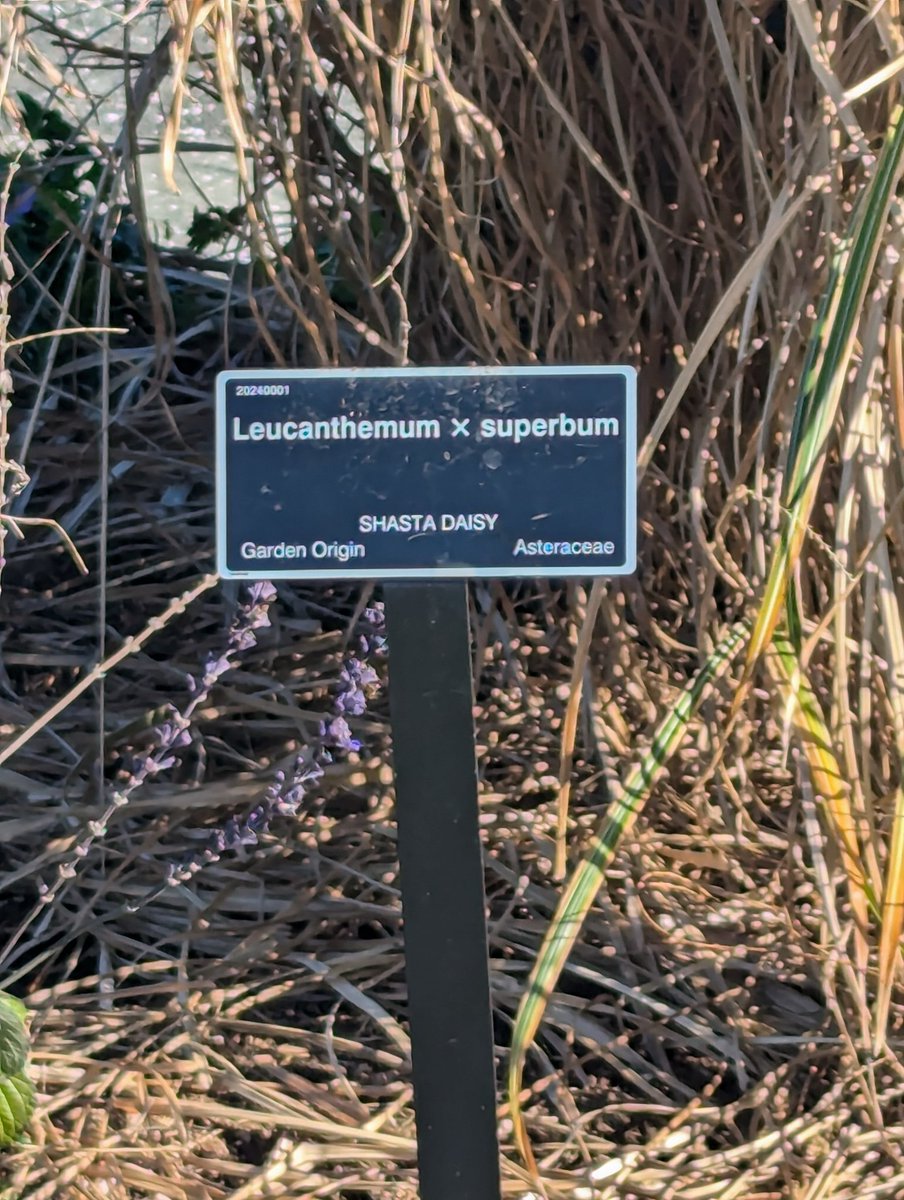 Y'all I spent five hours at a botanical garden today and did not get a headache or stuffed up or just generally miserable. This has NEVER happened to me before. Modern medicine is incredible and I'm so glad I got that balloon sinoplasty.