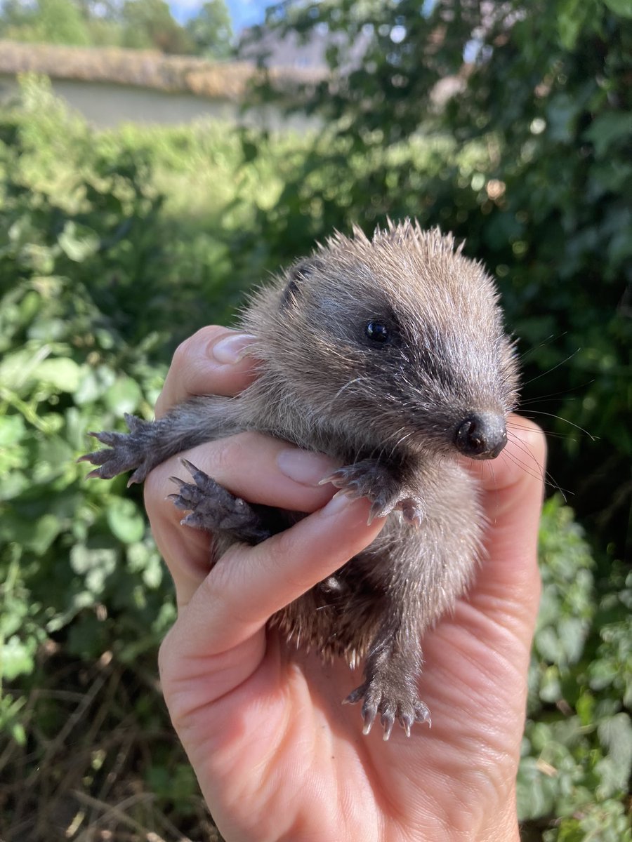Snuffling about on the side of a busy road…

…but good to see more of these around this year 😃 

#solittle