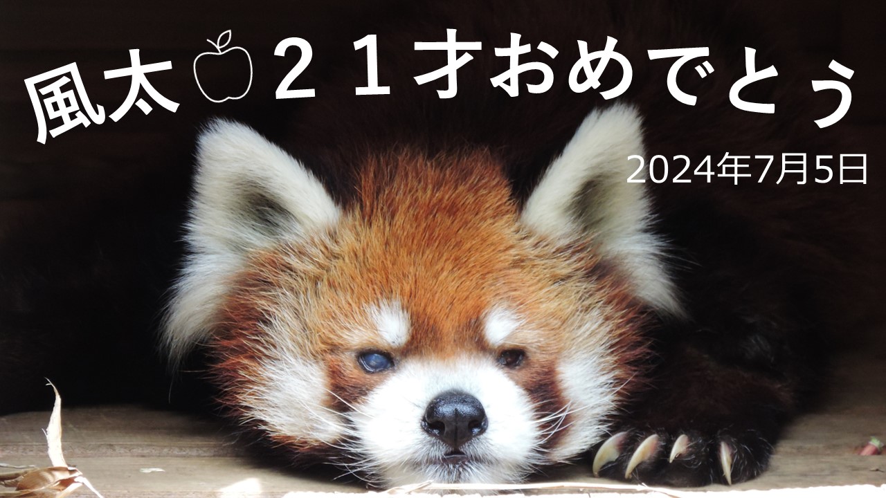 風太の誕生日 レッサーパンダ「風太」20歳誕生日…もう2本足では立てない