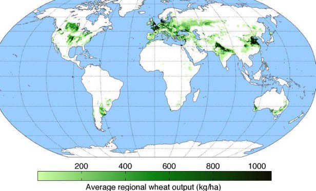 99blackbaloons's tweet image. This used to be the world’s wheat belt, which fed billions. Not anymore.

Above 30 degrees Celsius wheat yield begins to drop by as much as 44%.  This means that the dark spots on the map in India, China and US will suffer huge losses as farmers go broke and also would rather not…