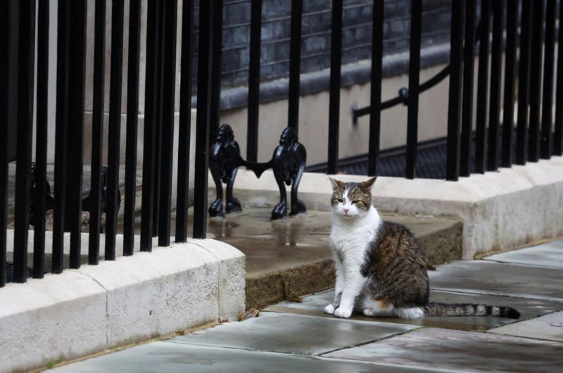 lakytwitt's tweet photo. This is the stability we need. It's going to be his 6th PM.  #LarryTheCat #UKElections2024 https://t.co/Tua2gFGGVQ