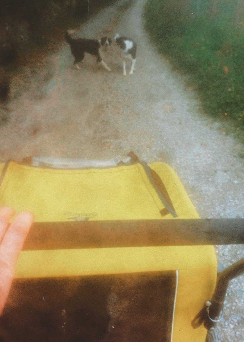 If you're thinking of adopting, now is the time,such a shortage of homes &amp; so many beautiful dogs waiting or pop down to your pound. Here is #Millie who lived life on a rope &amp; #MacGowan from Kerry pound &amp; a little cat in her buggy as she can't be with other cats due to fiv/felv