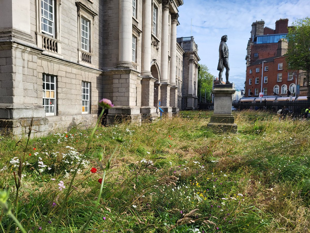 Pádraic Fogarty tweet media