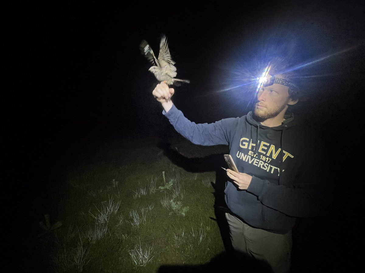 Ruben Evens (@revnj) on Twitter photo SECOND ROUND! Project deadlines = less fieldwork, luckily I could join the team yesterday. They found 8 new nests. Most with recently laid eggs 8. Some nests only 7m apart! Also recaptured some old friends! #nightjar <a href="/ThomasVeryser/">Thomas Veryser</a> SECOND ROUND! Project deadlines = less fieldwork, luckily I could join the team yesterday. They found 8 new nests. Most with recently laid eggs 8. Some nests only 7m apart! Also recaptured some old friends! #nightjar <a href="/ThomasVeryser/">Thomas Veryser</a>