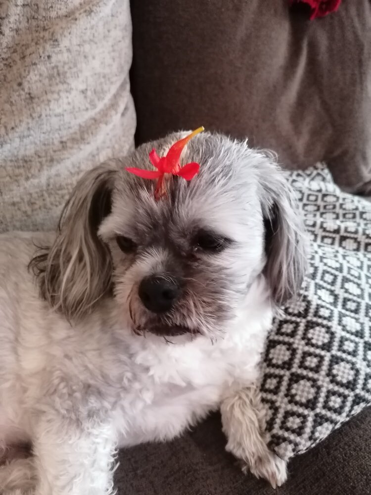 #FloofFriday #FloofHeadForCleo
Happy floof Friday, sorry my head is wet,  just come back from a walk and it’s raining 😢I don’t like rain….🐶🐾🦴