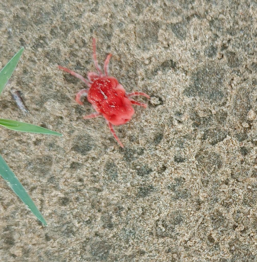 शेखावाटी में पाए जाने वाले इस  का क्या नाम है देखते हैं शेखावाटी के बारे में कौन क्या-क्या जानता है