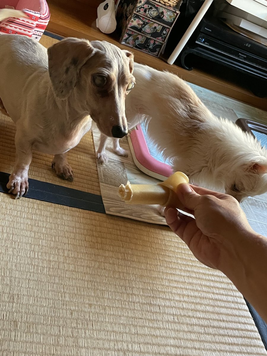 gupiriko's tweet photo. 昨日はぽちっと13歳のお誕生日でした。
前日にはぐぅちゃんが苦しそうに息をして、もうダメかもしれんと連絡して二女のわんこ達も会いに来てもらいました。
お集まり会のおかげなのか、昨日は元気出たみたいです☺️
ぽちっとと一緒にお誕生日のお祝いができて嬉しい🎉
#ダックスフンド
#老犬との暮らし https://t.co/UZPutUHmH1