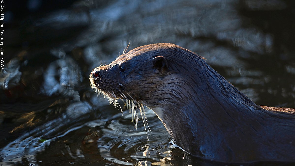 The new #Labour government has been elected at a time when there is a wave of public support for progress on climate and nature. 

Now, we must see immediate, ambitious action. 

We’ll be here, from day one, to make sure nature has a voice. 📢🍃

#GE2024 #ElectionResults