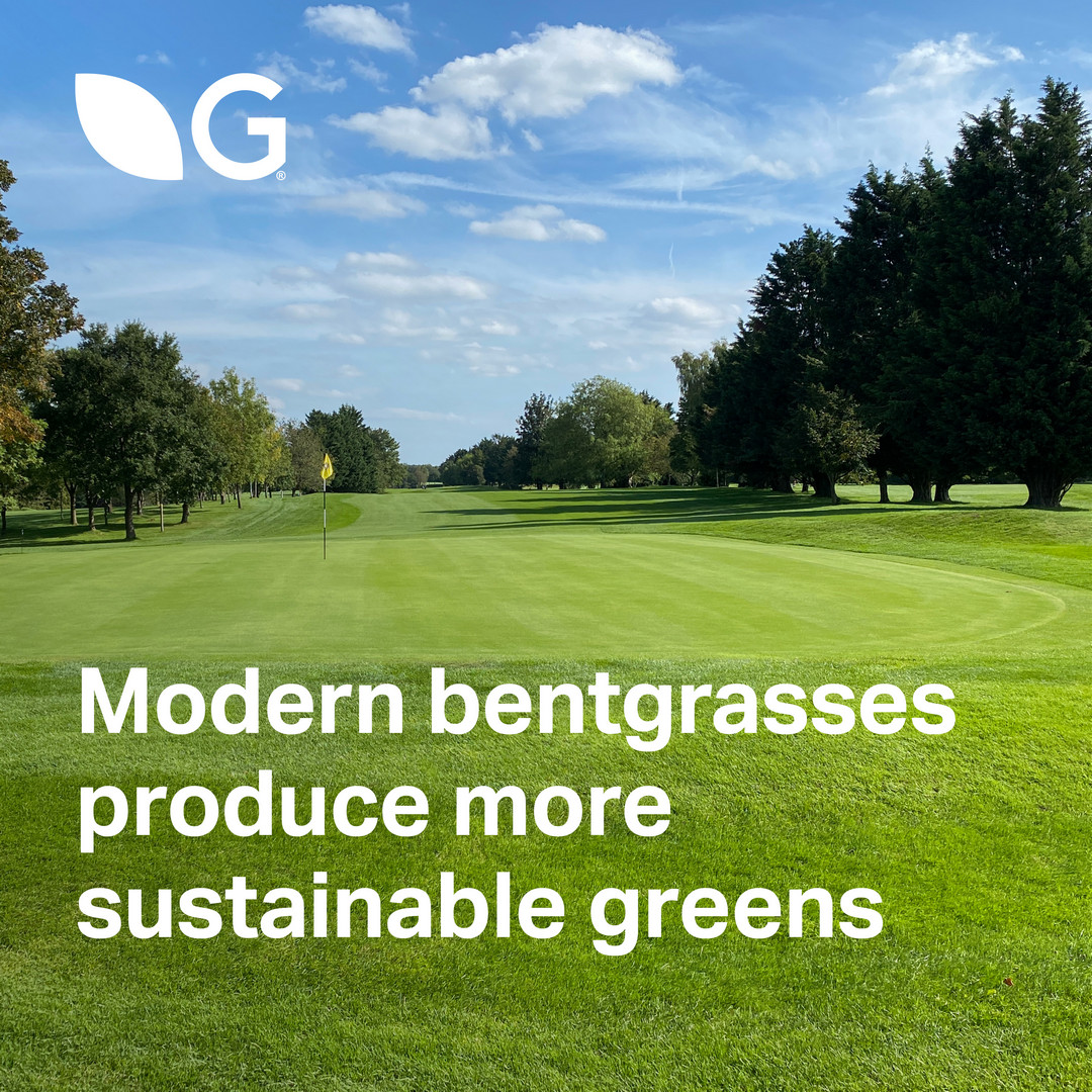 Our bentgrass mixtures are designed to thrive with less water and fewer inputs, helping you achieve greener, more sustainable surfaces.

Find our top-rated bentgrass mixtures below.

ForeFront Greens: germinalamenity.com/forefront-gree…

Tour Leader: germinalamenity.com/tour-leader

#NetZeroWeek