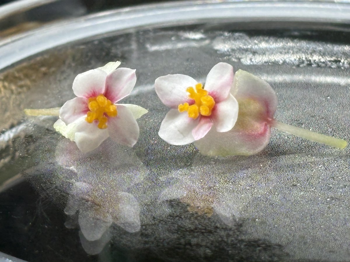 TmnrGt's tweet photo. 可愛い雌花がぽとりと落ちてきた👀
Begonia partita GraceRubra https://t.co/0jt3eH10b6