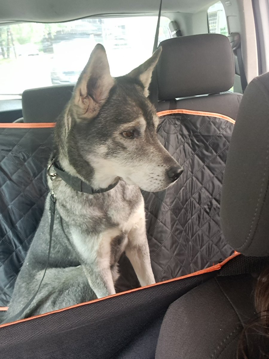 Braukt man patīk! 
Bet atcerieties, ka jūsu mīlulim auto ir jābūt piesprādzētam. Tas man neērtības nerada. Patīk arī īpašais suņu pārklājs. 
Izbaudu braucienu!