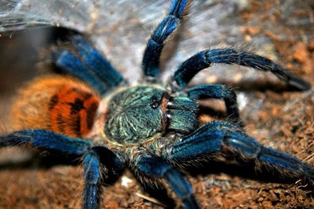 Buenos días amigos, hoy os traemos un nuevo artículo de Victoria Sastre, de su sección «El Rincón de Victoria. El Mundo natural que nos rodea», y que en esta ocasión habla de tarántulas y como mantenerlas. ¡No os lo perdáis! 

vuelodecuervos.blogspot.com/2024/07/el-rin…