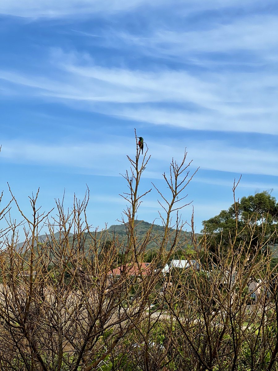 Sunbird spotting in the Garden Route 😍

~ South Africa ~