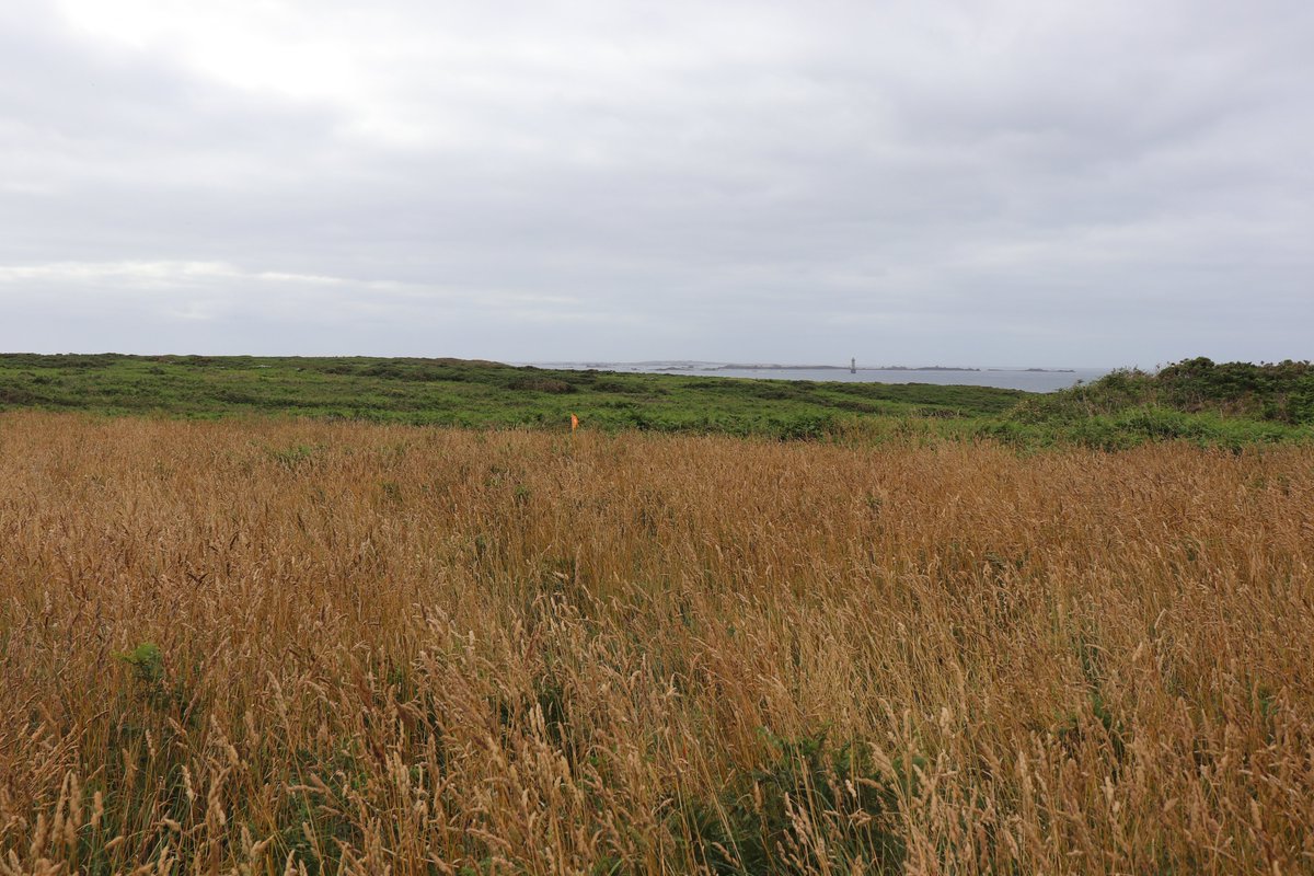 lblandine1's tweet photo. Le site RMQS du bout du monde... 
Site sur l'Ile d'Ouessant, le plus à l'ouest de France hexagonale, en mode ultra léger.  Un BRUNISOL étonnamment épais issu de micaschiste
@InstitutAgroRA @InfoEtSols @UMR_SAS @Sol_Agrocampus #RMQS https://t.co/KoU5bSkcww