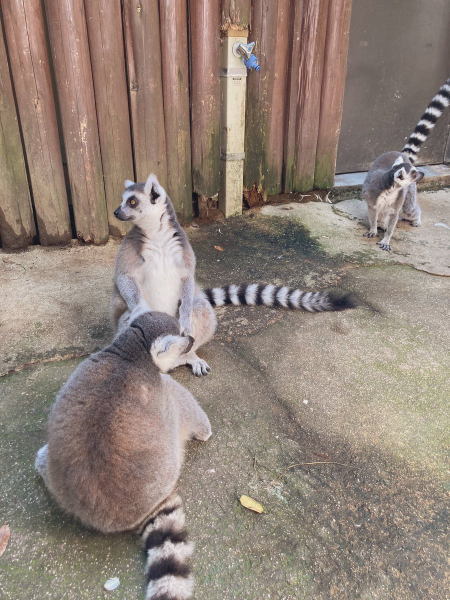「神戸どうぶつ王国行ってきたよん!動物たちがめちゃくちゃ近くてびびるね!マヌルネコ」|みず(日付変わる前に寝ましょうキャンペーン)のイラスト