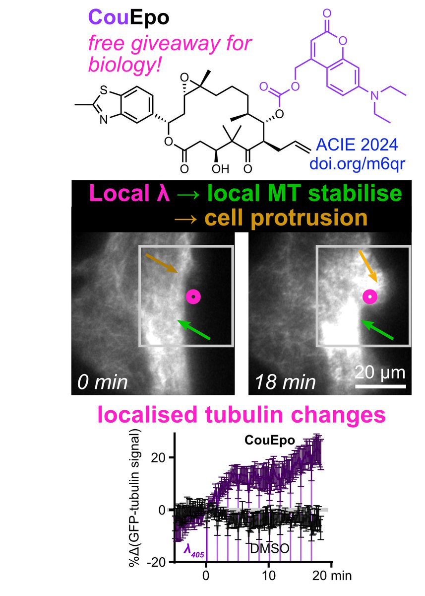 Thorn-Seshold Lab 🇺🇦 (@thornsesholdlab) on Twitter photo Caged Epothilones* now out in Angewandte: congrats Carina & all!
doi.org/10.1002/anie.2…
Stabilises #microtubule #cytoskeleton when and where you want. Does what you expect & nothing you don't
Giving it away for bio: just mail
*&more: see Fig S1!
<a href="/angew_chem/">Angewandte Chemie</a> <a href="/photopharma_lit/">photopharmacologypapers</a> Caged Epothilones* now out in Angewandte: congrats Carina & all!
doi.org/10.1002/anie.2…
Stabilises #microtubule #cytoskeleton when and where you want. Does what you expect & nothing you don't
Giving it away for bio: just mail
*&more: see Fig S1!
<a href="/angew_chem/">Angewandte Chemie</a> <a href="/photopharma_lit/">photopharmacologypapers</a>