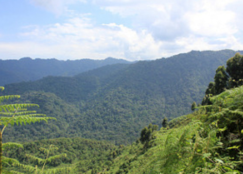 mugarra's tweet photo. How about a trip to #Bwindi Impenetrable Forest National Park this weekend?

Of course gorilla trekking is the prized activity here but the Park has so much more to offer. Bwindi is home to over 350 bird species including 7 Albertine Rift endemics, making it a birder's haven. 

The age old forest hosts an extensive species list including 310 species of butterfly, 200 trees, 88 moths, 51 reptiles, and 120 varieties of mammal including 10 primates. 

The various types of flora that make Bwindi an impenetrable forest are equally mesmerizing- a guided nature walk will be worthwhile.
#ExploreUganda 
@ExploreUganda
