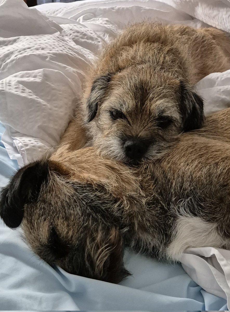 Lord Wicket 🐾🏴󠁧󠁢󠁳󠁣󠁴󠁿 feat. Lady Bogle 🐾🥰 tweet media