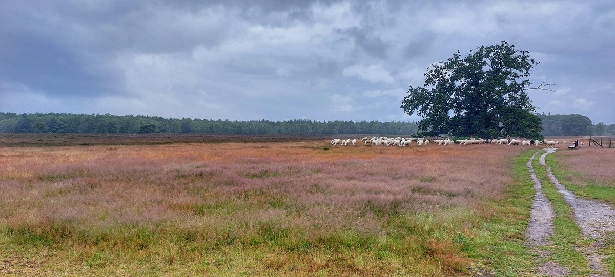 Nog geen uitbundige heide, maar bloeiend gras als voorbode