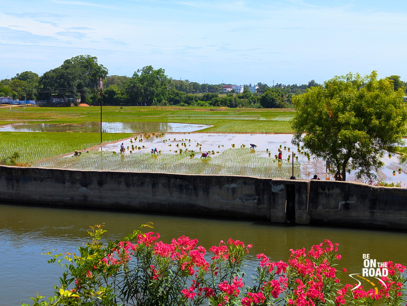 Luv #RuralHolidays? D #monsoons ensure tht d rural landscapes morph into a gorgeous green with d paddy sowing season. Here is 1 such instance from d beautiful village of #Kallidaikurichi in #TamilNadu.  
bit.ly/PaddySowingTra…
#RusticIndia #RusticTamilNadu #IncredibleIndia