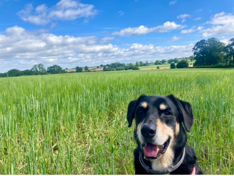 Diana Rosie tweet media