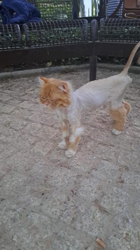 faiza abdulla tweet media