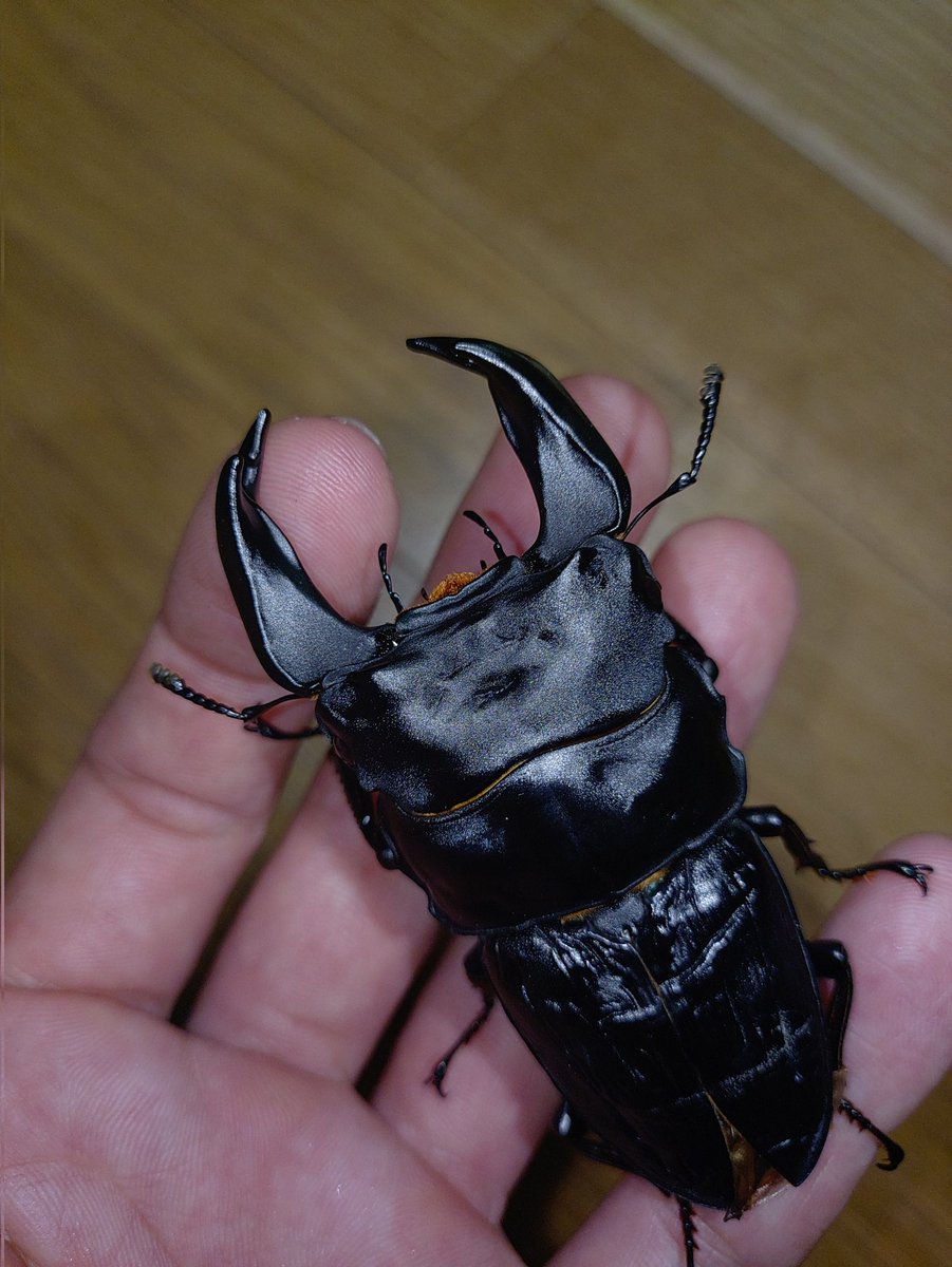 大阪の兄貴のGT系
顎は7.6~7.7
羽パカやけど、ここまで生存しとるけ種で使えるはず！
兄貴！あんときのGTの子孫です！ありがとうございます😊