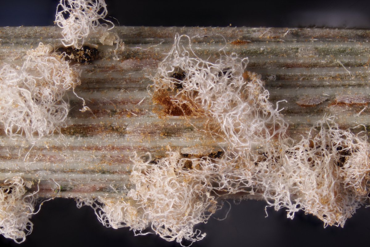 RPilze's tweet photo. Eudarluca caricis ex Puccinia graminis
#Pucciniagraminis #Puccinia #Rostpilz #Rustfungus #Rost #Rust #Eudarluca #Eudarlucacaricis #Hyperparasite #Pilz #Fungus #nature #Phytopathology #FungiFriends https://t.co/tHcWHySk9C