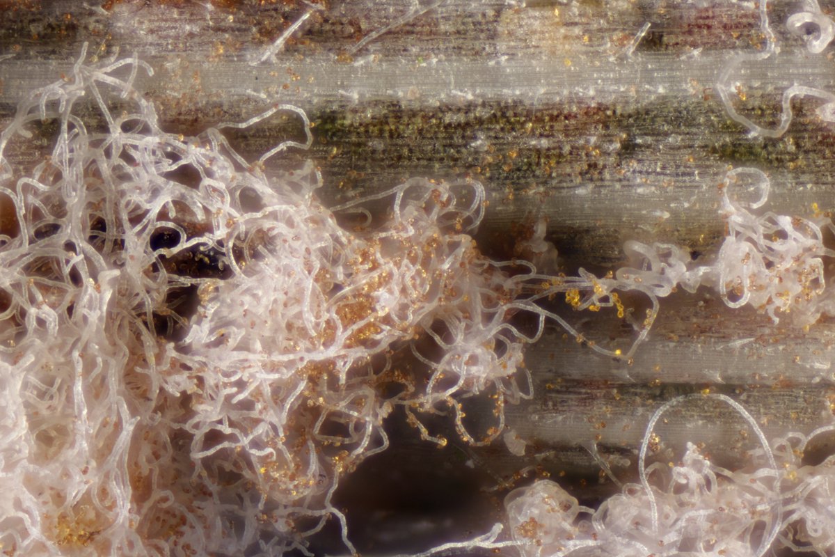 RPilze's tweet photo. Eudarluca caricis ex Puccinia graminis
#Pucciniagraminis #Puccinia #Rostpilz #Rustfungus #Rost #Rust #Eudarluca #Eudarlucacaricis #Hyperparasite #Pilz #Fungus #nature #Phytopathology #FungiFriends https://t.co/tHcWHySk9C