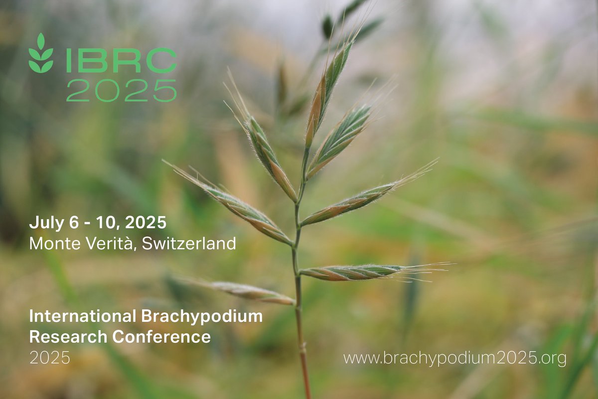 🌾SAVE THE DATE🌾
International Brachypodium Research Conference 2025
July 6 - 10, 2025
Monte Verità, Switzerland
more details on brachypodium2025.org
@vermeer_lab @roulinlab and I are most excited to welcome many Brachy and grass enthusiasts to Switzerland in 2025
#Brachy2025