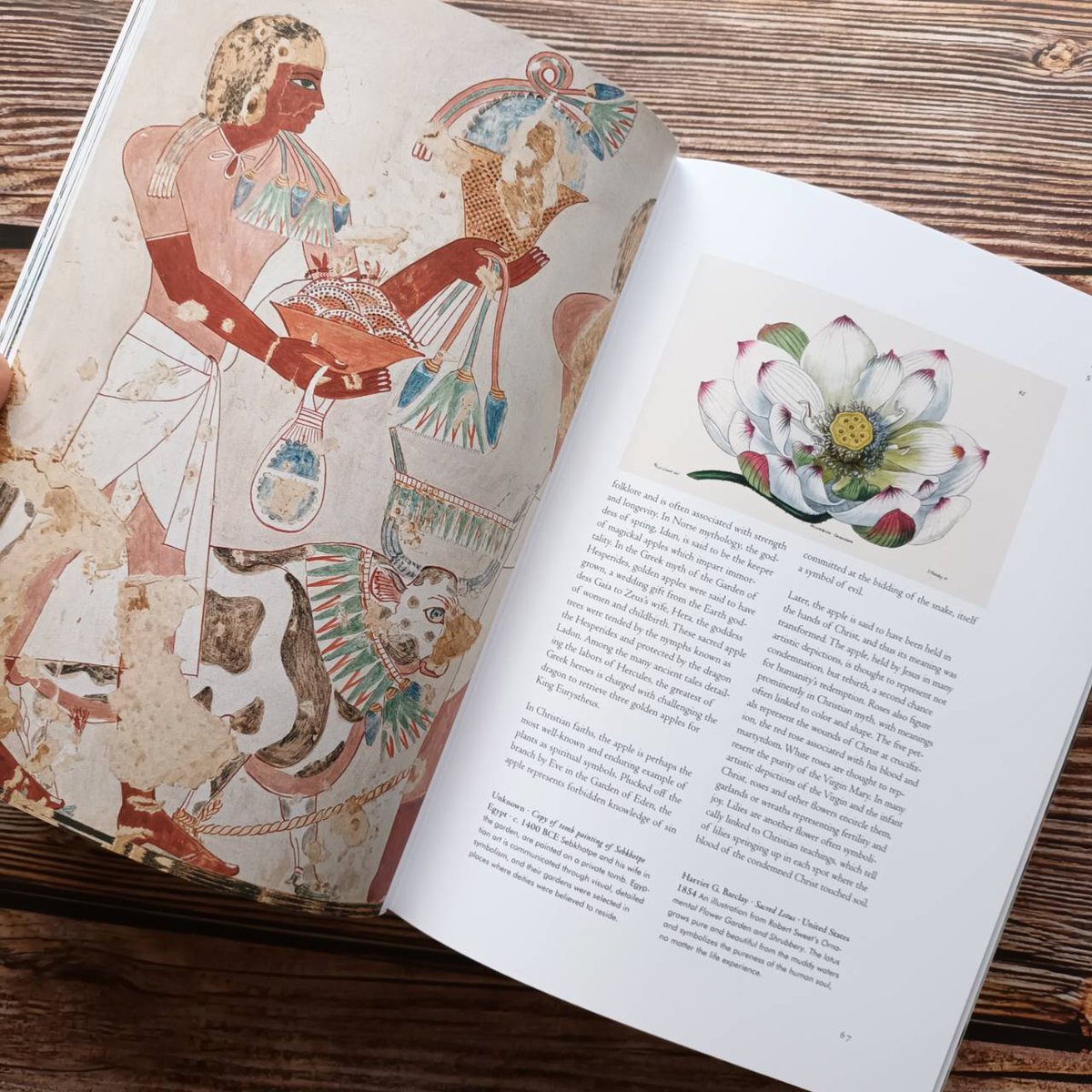 Booksmith2014's tweet photo. Plant Magick celebrates botanicals as creative muse – from ancient Greek sculptures to Renaissance paintings to visionary art inspired by psychoactive plants, cacti, and mushrooms.
.
https://t.co/eAg05OEzzF
.
#arts #artwork #artist #illustrations #Thebooksmith #Bookshop #painting https://t.co/9tMlvnC1BQ