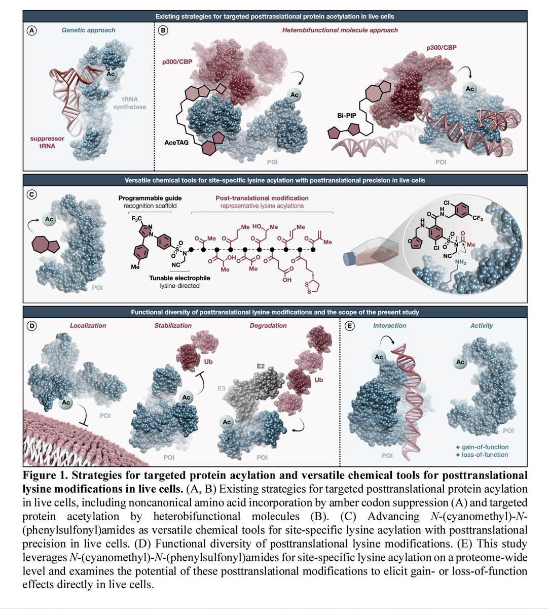 Pastel BioScience (@pastelbio) on Twitter photo Precision Chemistry and Activity-Based Proteomics for Posttranslational Control of Protein Function chemrxiv.org/engage/chemrxi…
---
#proteomics #prot-preprint Precision Chemistry and Activity-Based Proteomics for Posttranslational Control of Protein Function chemrxiv.org/engage/chemrxi…
---
#proteomics #prot-preprint