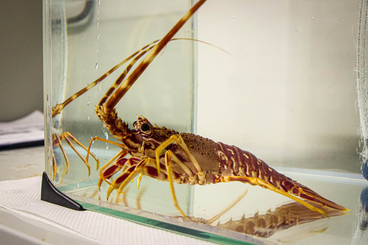 Stella Mare - Università di Corsica/CNRS tweet media