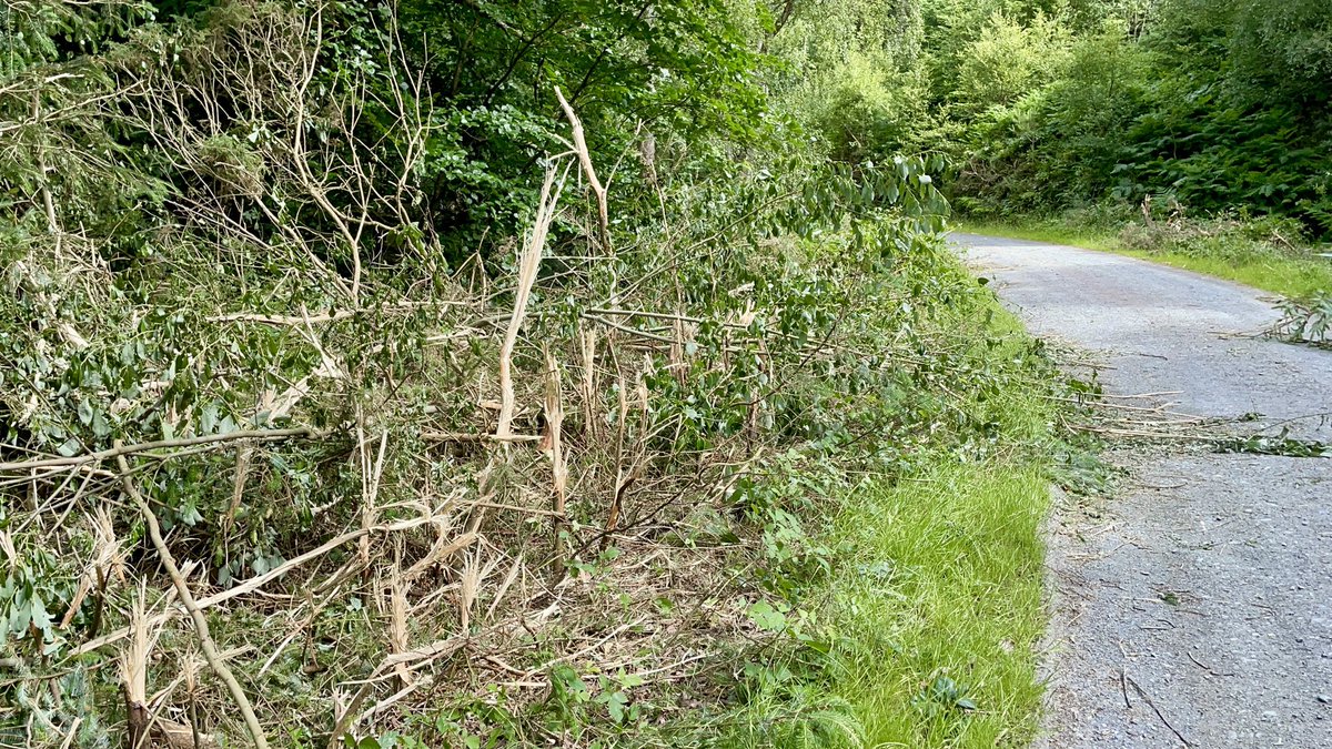 .<a href="/coilltenews/">Coillte</a> your contempt for #nature is staggering, something similar to what 🇷🇺 has for #peace - what purpose does this type of slashing serve at this time of year? [<a href="/NPWSIreland/">National Parks and Wildlife Service</a>]