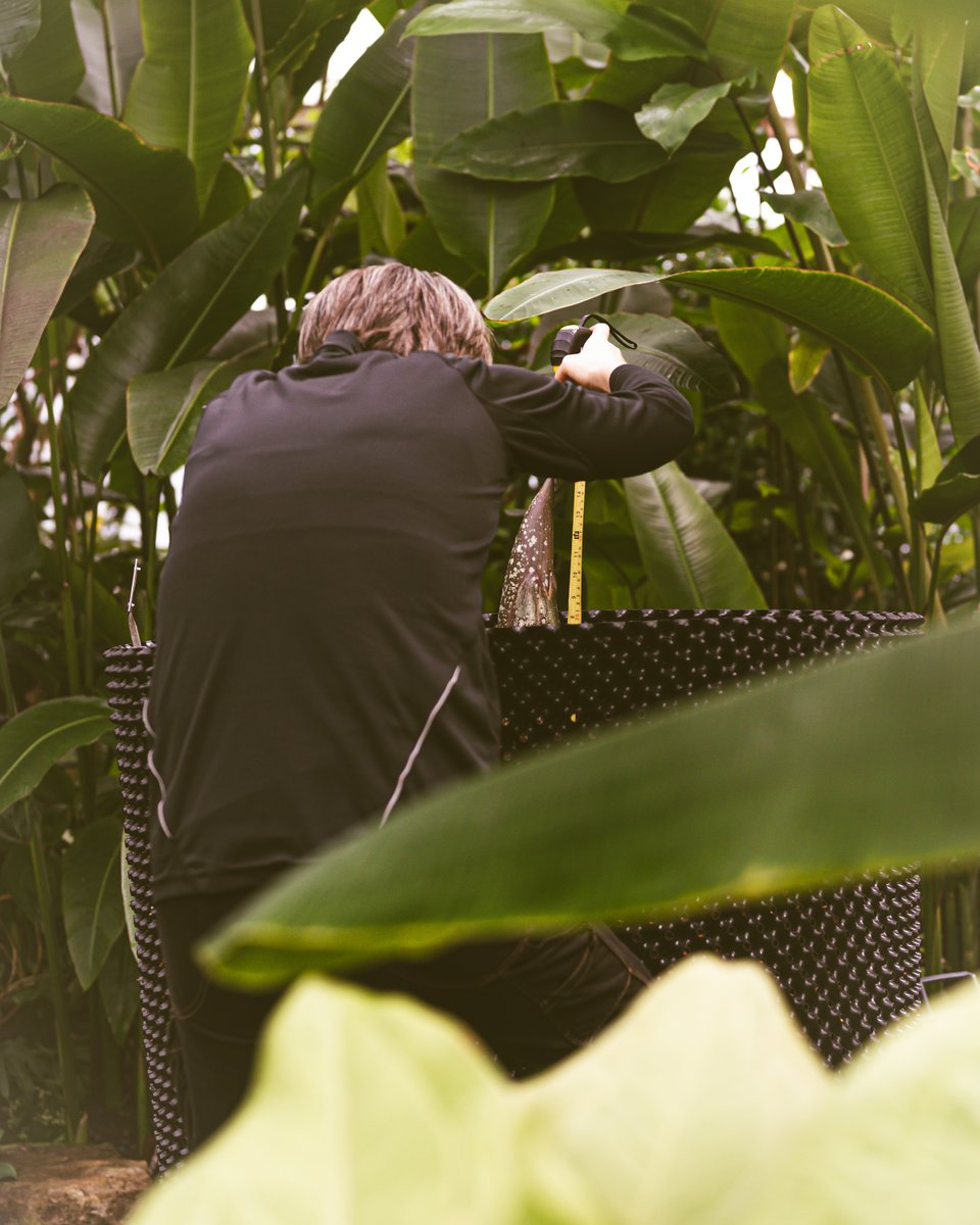 TitanArumRBGE's tweet photo. I've more than doubled in size in just one week! Though apparently I'm not growing as fast as in previous years - can you blame me? In this weather I just want to stay tucked under my compost 😭🌧️😭🌧️😭

#ScottishWeather #Amorphophallus #TitanArum #RBGEHort #TeamRBGE https://t.co/DtUwtUSt1L